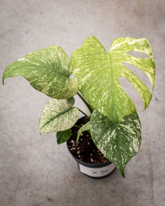 Monstera deliciosa 'Mint' – Rare Tropical Plant with Mint-Green Leaves –  Plantlovers