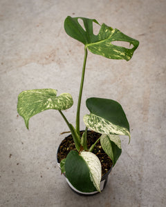 Monstera deliciosa 'Mint' – Rare Tropical Plant with Mint-Green
