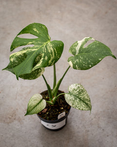 Monstera deliciosa 'Mint' – Rare Tropical Plant with Mint-Green Leaves –  Plantlovers