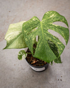 Monstera deliciosa 'Mint' – Pianta tropicale rara con foglie verde menta –  Plantlovers