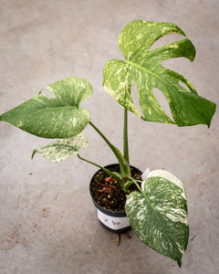 monstera holland Monstera deliciosa 'Mint' – Rare Tropical Plant with Mint-Green Leaves –  Plantlovers