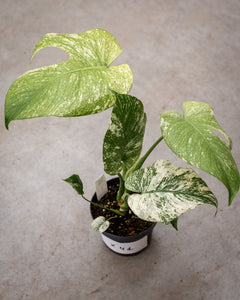 mint pothos Monstera deliciosa 'Mint' – Rare Tropical Plant with Mint-Green Leaves –  Plantlovers