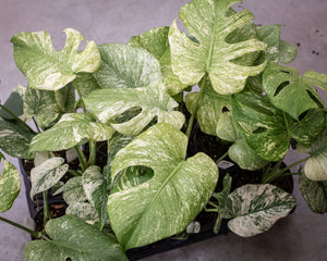 Monstera deliciosa 'Mint' – Rare Tropical Plant with Mint-Green
