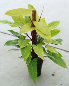 Philodendron Medisa