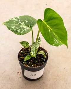 Monstera deliciosa 'Bulbasaur' – variegated Monstera – pot 12 – Plantlovers