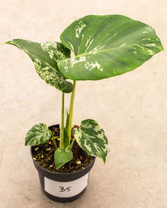Monstera deliciosa 'Bulbasaur'  variegated Monstera  pot 12  Plantlovers