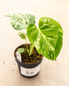 Monstera deliciosa 'Bulbasaur' – variegated Monstera – pot 12 – Plantlovers