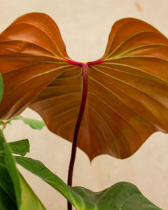 Philodendron lynamii – Plantlovers