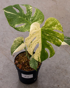 Monstera deliciosa 'Mint' | Choose Your Exact Plant – Plantlovers