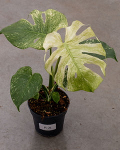 Monstera deliciosa 'Mint' | Choose Your Exact Plant – Plantlovers