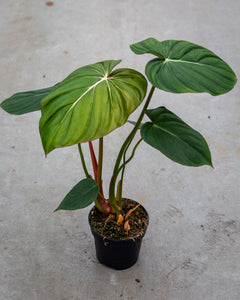 philodendron elegance Philodendron McDowell: Statement Plant with Easygoing Elegance