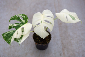 hvite monstera deliciosa plantasjen Monstera Variegata (Snow White)