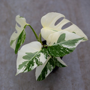 monstera variegata planta Monstera Variegata (Blanca como la nieve)