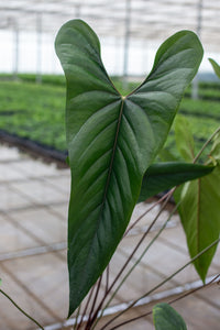 anthurium rotundistigmatum Anthurium Nigrolamiium Seedling | Unique Houseplant
