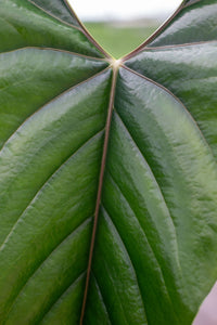 anthurium rotundistigmatum Anthurium Nigrolamiium Seedling | Unique Houseplant