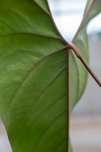 anthurium rotundistigmatum Anthurium Nigrolamiium Seedling | Unique Houseplant