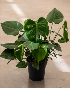 monstera deliciosa comprar Comprar Monstera Deliciosa Large Form Arbusto (3 Plantas) – Plantlovers