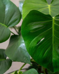 monstera deliciosa large form Buy Full Monstera Deliciosa Large Form Bush (3 Plants) – Plantlovers