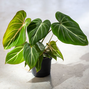 philodendron gloriosum temperature Philodendron Gloriousum – Luxurious Tropical Plant – Available in 12 cm and 15 cm Pot Sizes – Plantlovers
