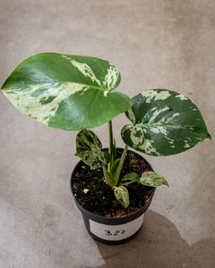 Monstera deliciosa 'Bulbasaur' – variegated Monstera – pot 12