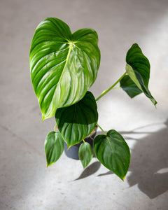 philodendron pastazanum humidity Philodendron Pastazanum – Elegant Tropical Plant with Silvery Veins – Plantlovers