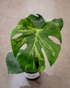 Monstera deliciosa 'Bulbasaur' – variegated Monstera – pot 12