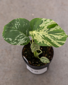 monstera deliciosa adelaide Monstera deliciosa 'Bulbasaur' – variegated Monstera – pot 12 – Plantlovers