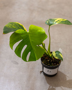 Monstera aurea – Rare Tropical Plant with Golden-Yellow Foliage