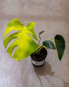 Monstera aurea – Rare Tropical Plant with Golden-Yellow Foliage