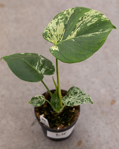 Monstera deliciosa 'Bulbasaur' – variegated Monstera – pot 12