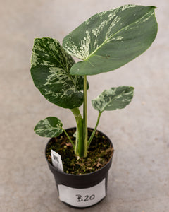 monstera plant pot size Monstera deliciosa 'Bulbasaur' – variegated Monstera – pot 12 – Plantlovers