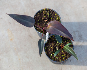 philodendron dark majesty Philodendron Majesty – Plantlovers