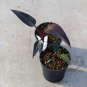philodendron majesty plant Philodendron Majesty – Plantlovers