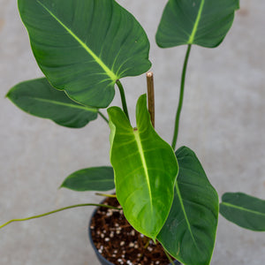 Philodendron Misahualliense