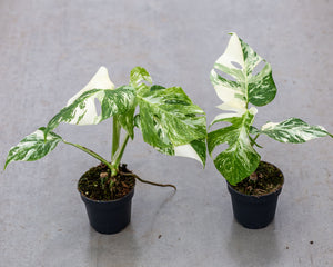 monstera blanca comprar Compra Monstera Variegata – Highly Variegated con impresionantes patrones blancos y verdes. Disponible en macetas de 12 cm, 17 cm y 21 cm. Nosotros elegimos la planta más saludable para ti. ¡Ordena ahora! – Plantlovers