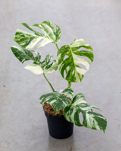 monstera deliciosa variegata kaufen Monstera Variegata (Stark panaschiert)