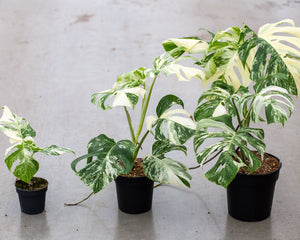 monstera plant kopen Monstera Variegata – Highly Variegated – Witte & Groene Bladpatronen – Verkrijgbaar in Potmaten 12 cm, 17 cm, 21 cm – Plantlovers