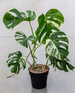 monstera plant aesthetic Monstera Variegata – Lesser Variegated – Subtle White & Green Variegation – Available in 12cm, 17cm, 21cm Pots – Plantlovers