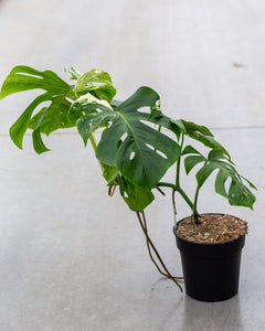 monstera plant price philippines Monstera Variegata – Lesser Variegated – Subtle White & Green Variegation – Available in 12cm, 17cm, 21cm Pots – Plantlovers