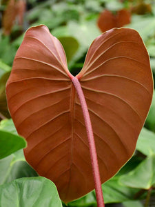 philodendron lynamii Philodendron lynamii – Plantlovers