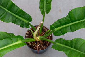 Philodendron Parvilobum