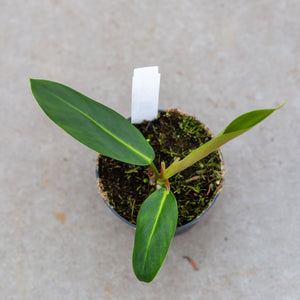 philodendron rui sub Philodendron Patriciae x Ruizii