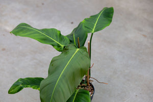 philodendron rui sub Philodendron Patriciae x Ruizii