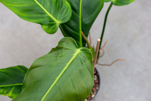 philodendron rui sub Philodendron Patriciae x Ruizii