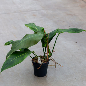 patriciae philodendron Philodendron Patriciae x Ruizii