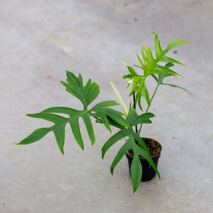 Philodendron pedatum (green petiole)