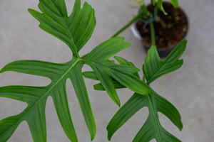 philodendron pedatum petiole Philodendron pedatum (green petiole) – Plantlovers