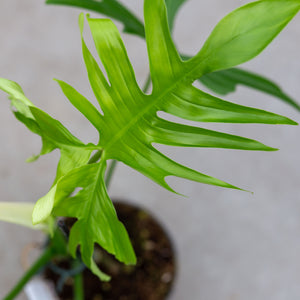 philodendron pedatum petiole Philodendron pedatum (green petiole) – Plantlovers