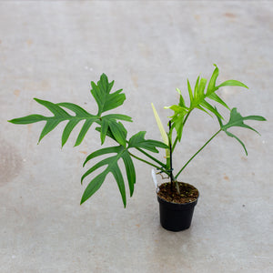 Philodendron pedatum (green petiole)
