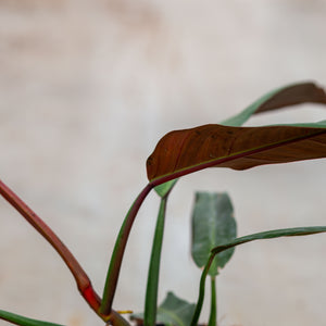philodendron bicolor care Philodendron Bicolor